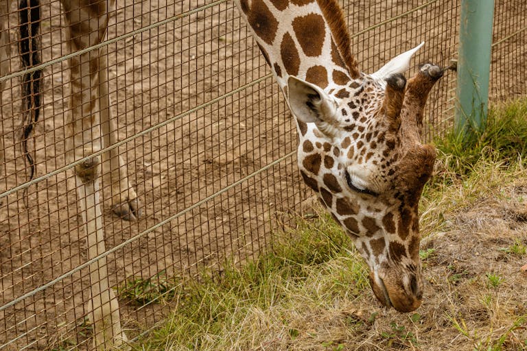 A giraffe grazes behind a wire fence in an outdoor enclosure.