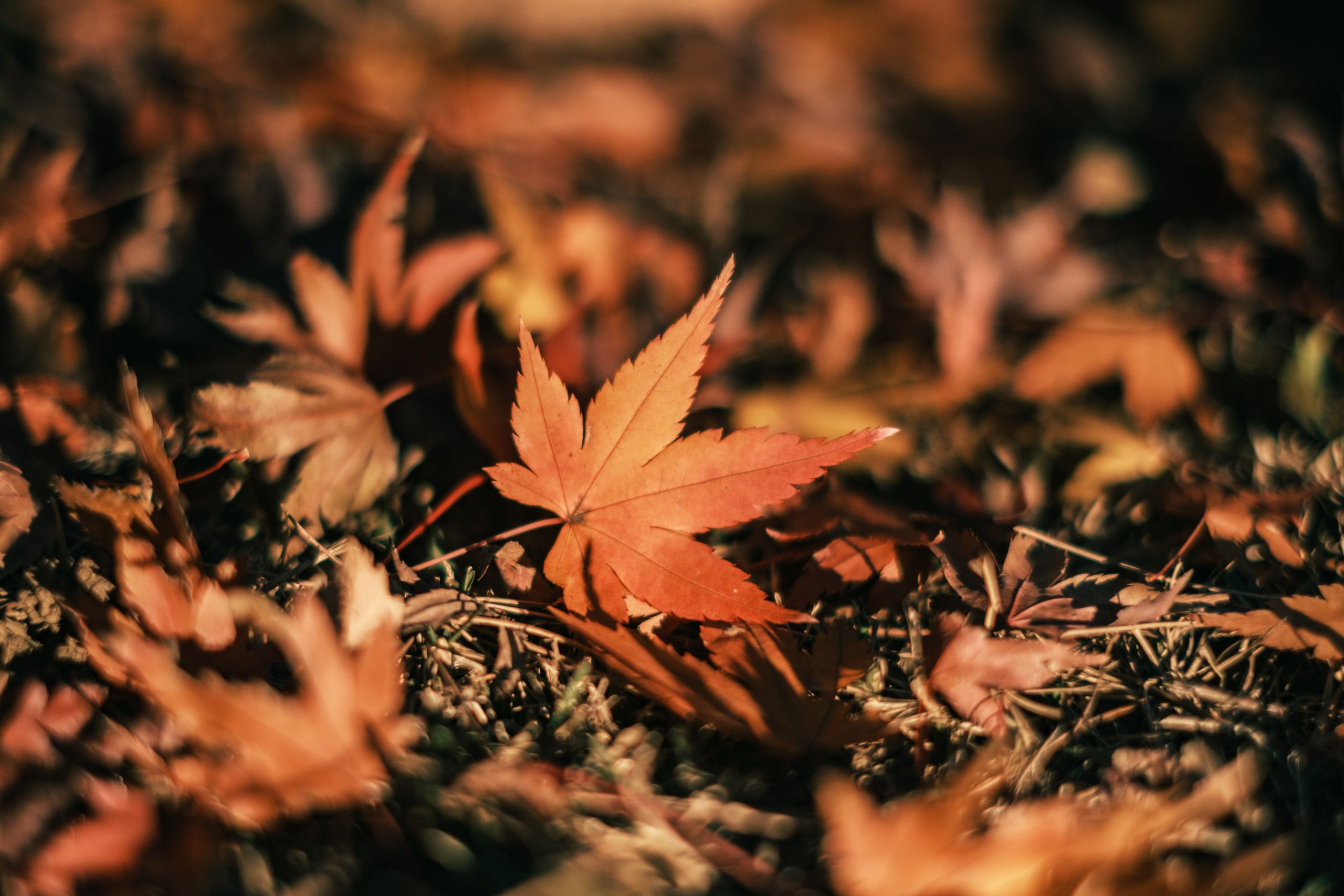 Best Fall Events in Miami & South Florida for Families
